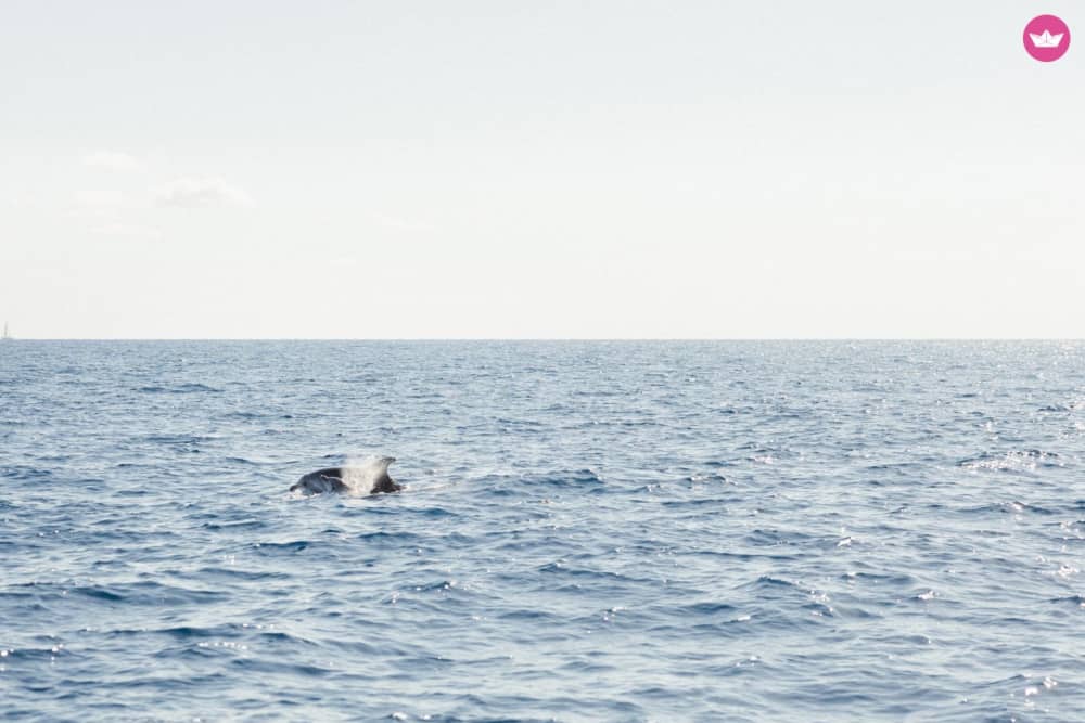 Half-day sailing experience along the west coast of Mallorca! Check out all our experiences :)