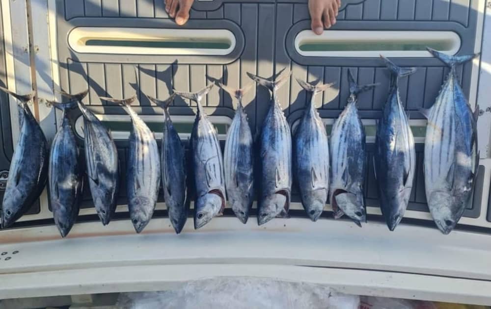 Una mattina da pescatore: canne pronte, acque in attesa