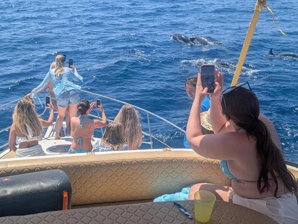2H Dolphins