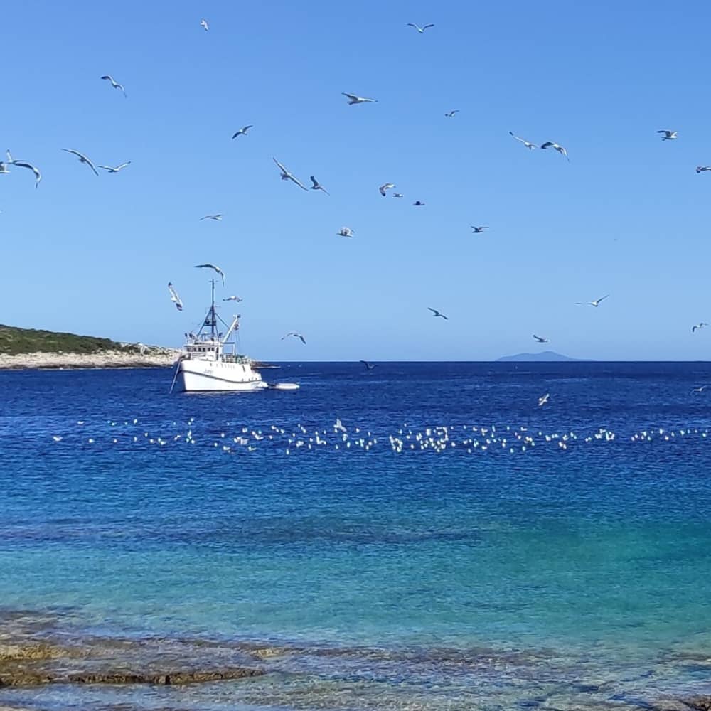Discover Vis on a sailboat for a full day