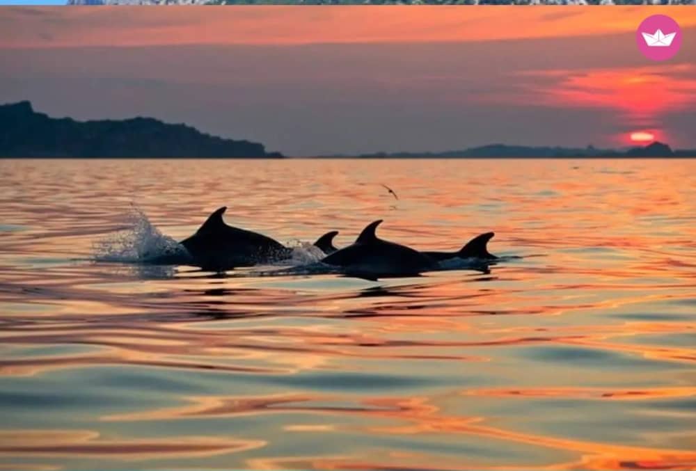 Luxury Escape: A Full-Day Yacht Adventure Through the Wonders of the Maddalena Archipelago