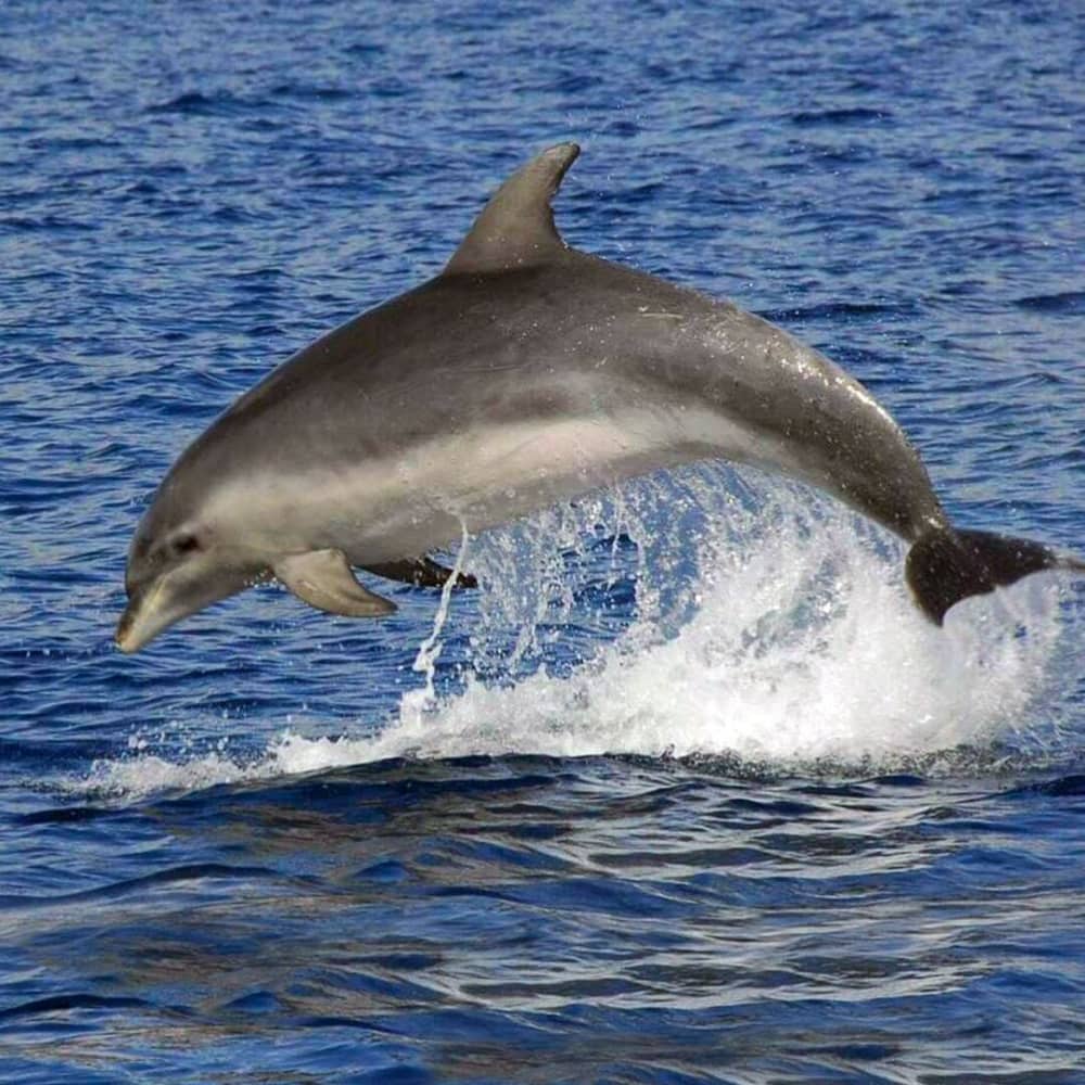 El ritmo de Puerto Colón: Momentos inolvidables en un velero.