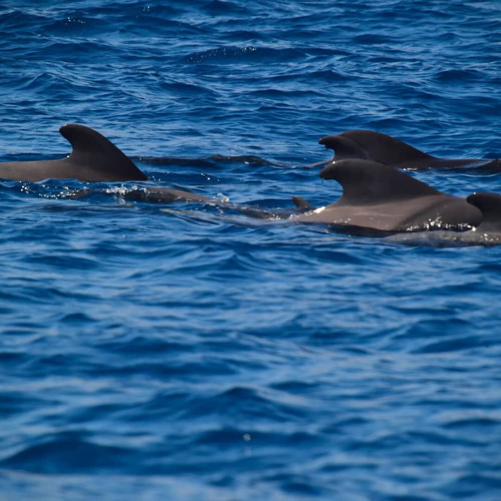 El ritmo de Puerto Colón: Momentos inolvidables en un velero.