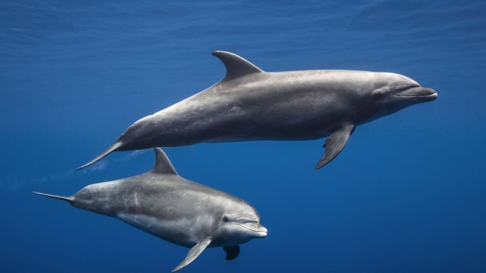 Explorez Costa Adeje et profitez d'une journée complète de navigation à voile.