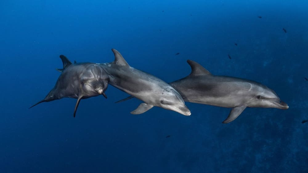 Explorez Costa Adeje et profitez d'une journée complète de navigation à voile.