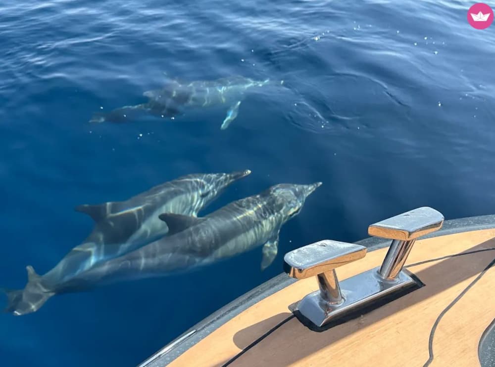 Excursion privée d'observation des dauphins et croisière côtière à Estepona