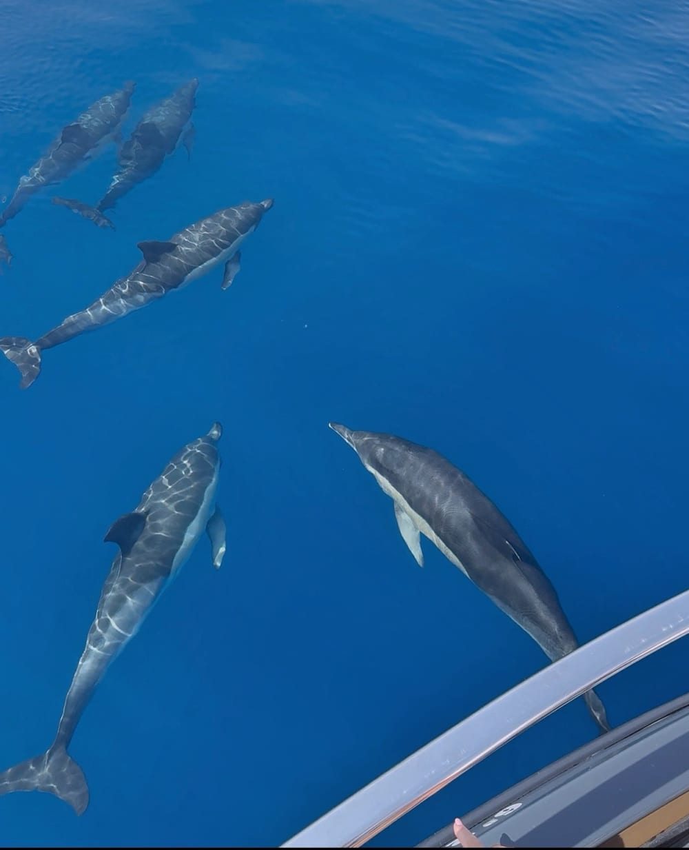 Excursion privée d'observation des dauphins et croisière côtière à Estepona