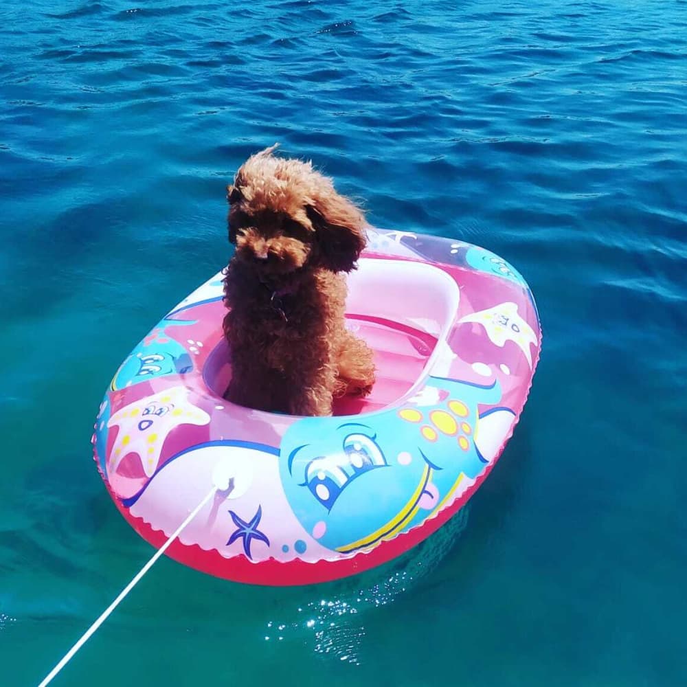Make every moment count: A full day of sun around Çeşme on a motorboat