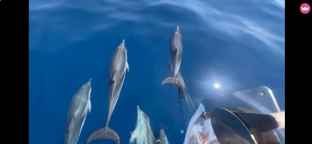 Erkunden Sie Saint-Tropez mit dem Boot – 8 Stunden