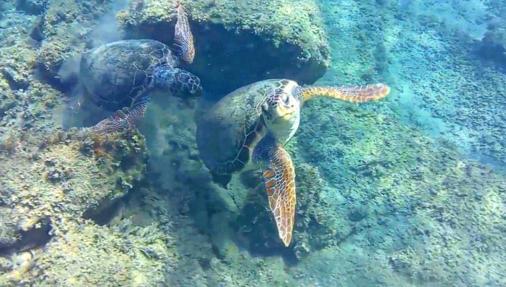Merveilles de Zante : Découverte des tortues et des grottes marines