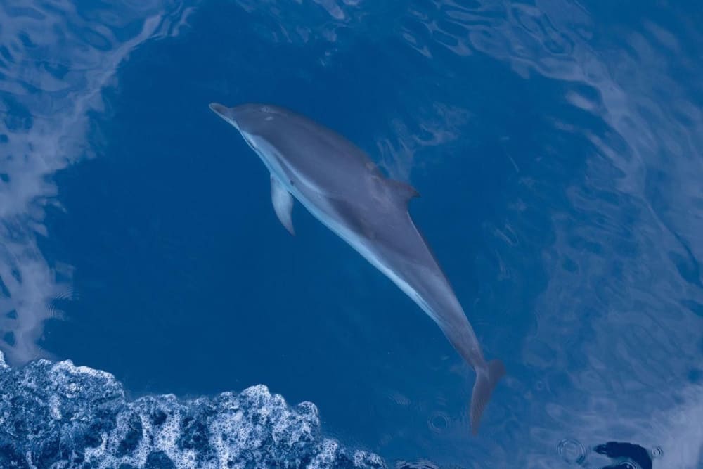 Taormina Blu: la crociera costiera per eccellenza