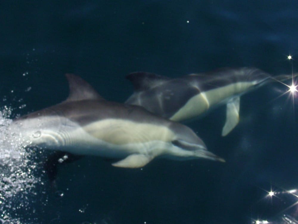 Profitez d'une journée complète de navigation à Camaret-sur-Mer en voilier.