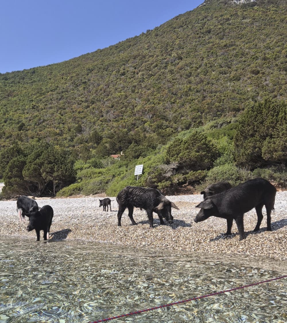 * Contemple la bahía de los cerdos en la isla de Atokos *