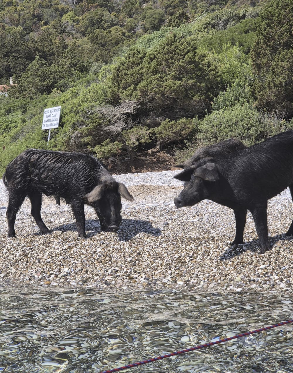 * Contemple la bahía de los cerdos en la isla de Atokos *