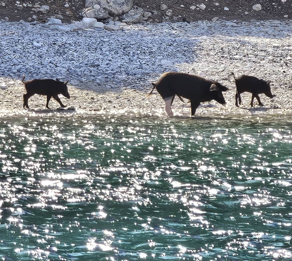 * Contemple la bahía de los cerdos en la isla de Atokos *