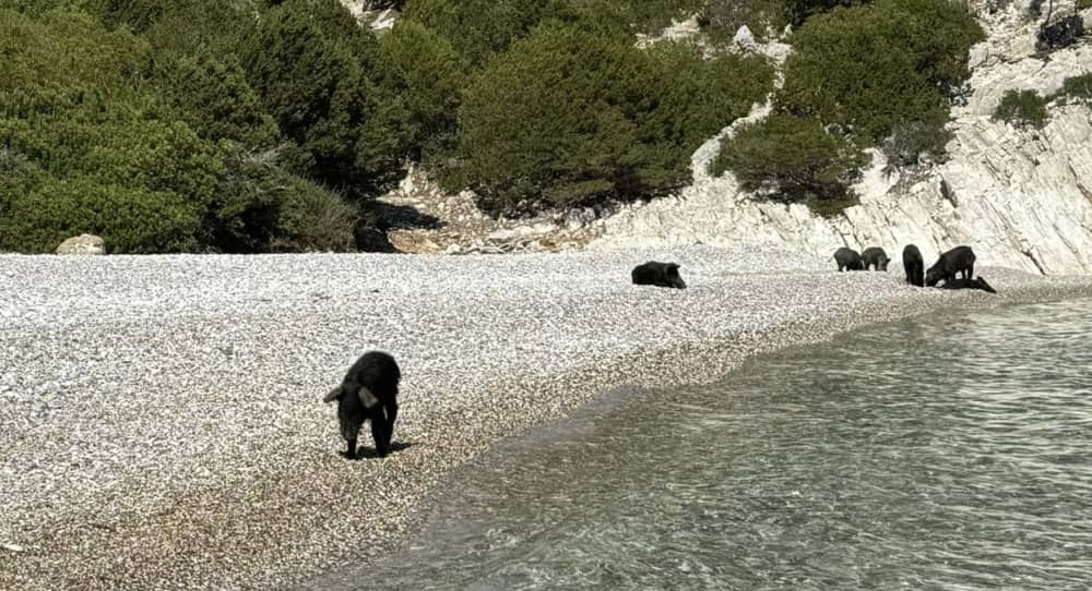* Contemple la bahía de los cerdos en la isla de Atokos *