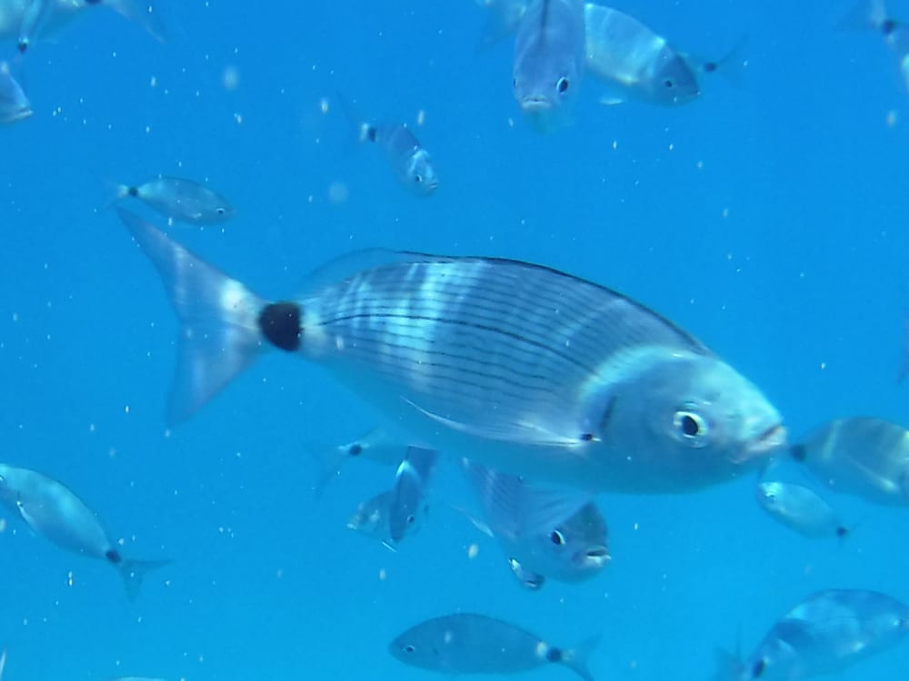 Snorkelen - Bezoek aan het eiland Tabarca - Lunch - Zeilboot van 16 meter - 6 passagiers - ALL-INCLUSIVE
