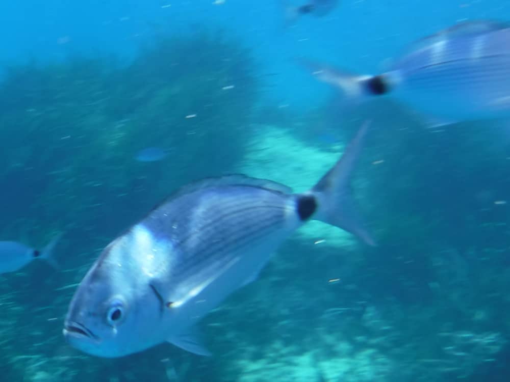 Snorkeling - Visit to Tabarca Island - Lunch - 16m Sailboat - 6 Passengers - ALL INCLUSIVE