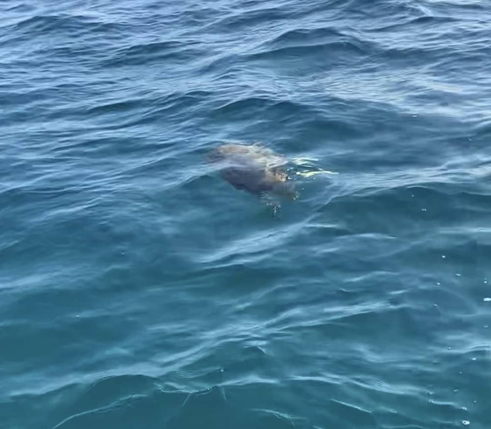 Goditi il sole con un'escursione in barca di 8 ore a Lizzano.