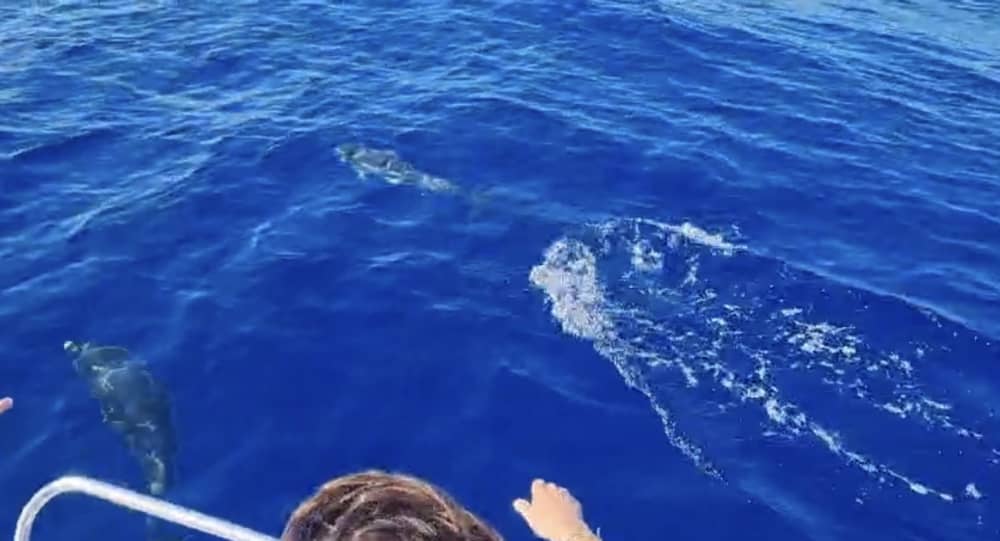 Goditi il sole con un'escursione in barca di 8 ore a Lizzano.