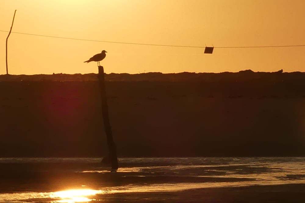 Sunset Escape: Entdecken Sie die Bucht von Arcachon auf eine andere Art