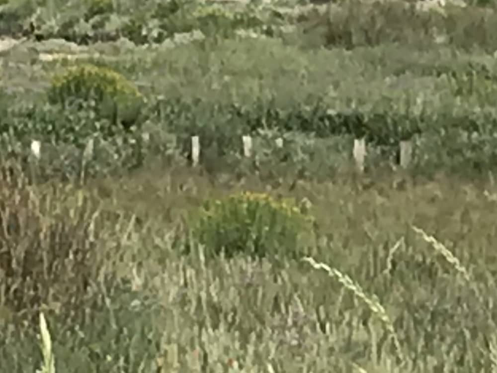 Alba sul Bassin: esplorazione dell'Isola degli Uccelli e delle capanne di Tchanquées