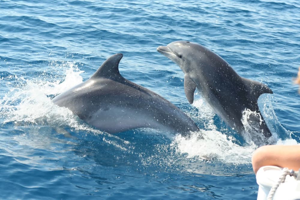 Coastal Bliss – Dolphin Watching and Sicilian Wonders