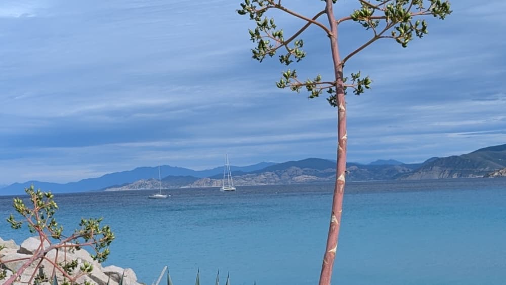 Escursione in barca di un'intera giornata a L'Île-Rousse e alle calette selvagge della Corsica.