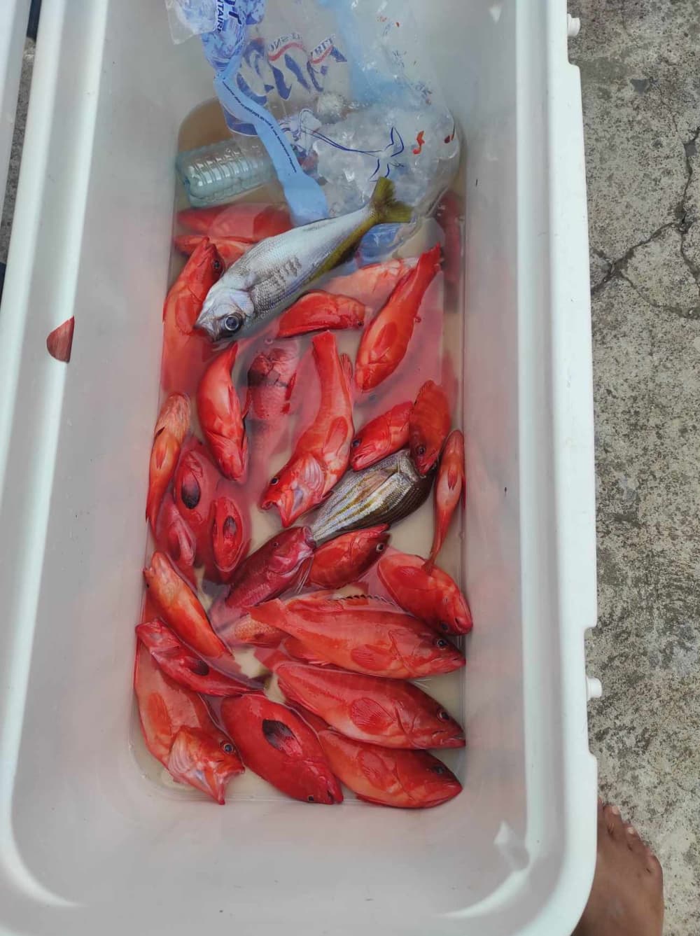 Pura alegría de navegar: Experimenta la magia de Saint-Pierre.