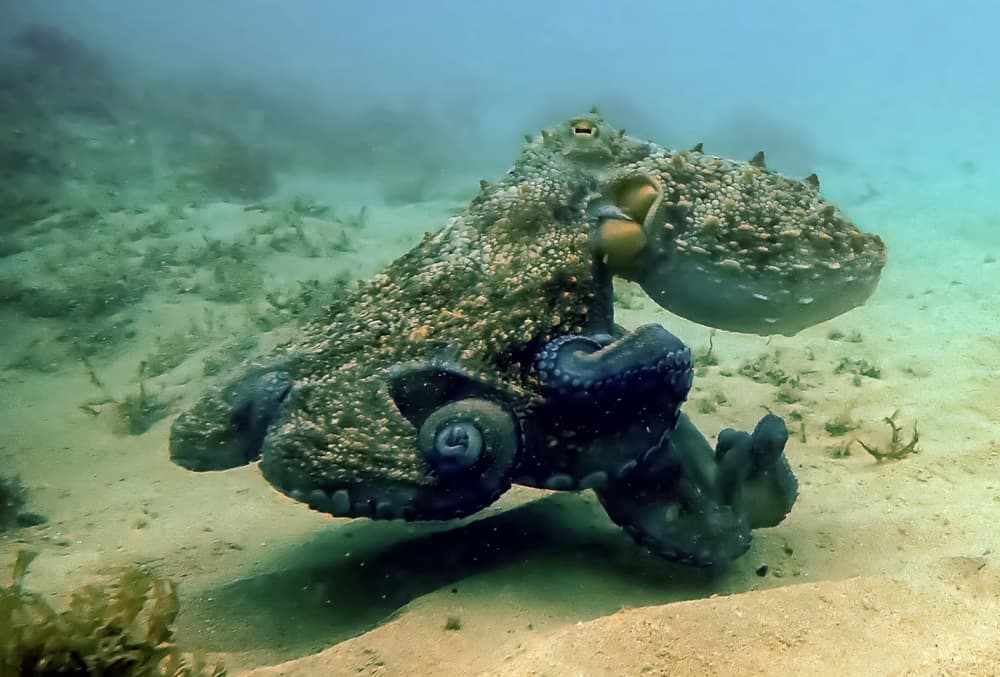 4-Hour Snorkeling Expedition in the Algarve by Boat