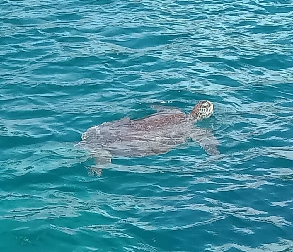 Au rythme des Trois-Îlets : Des moments inoubliables sur un catamaran