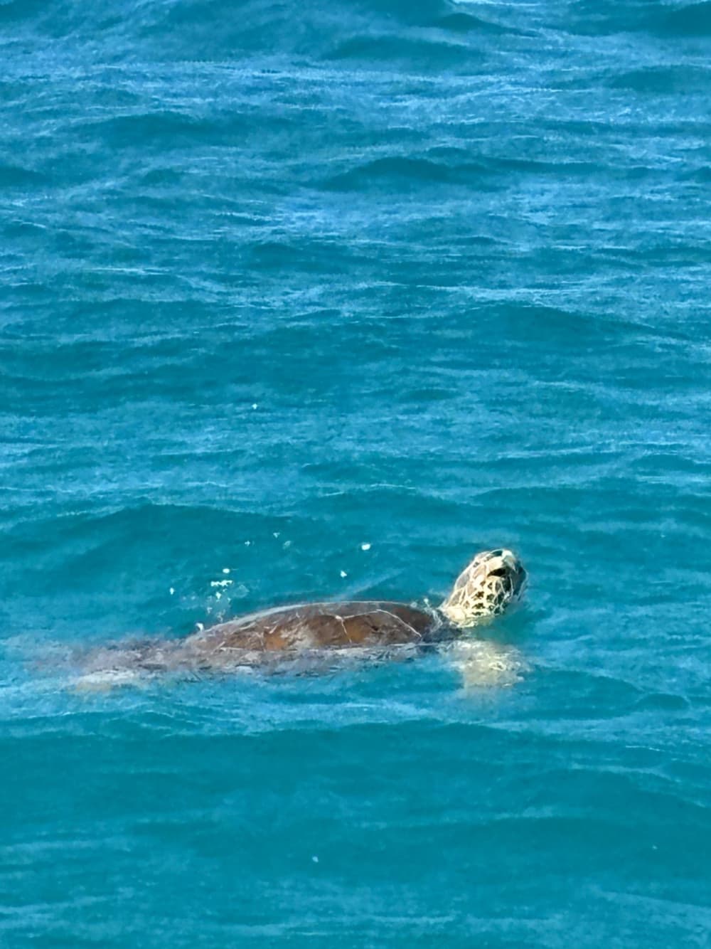 Exclusive Tintamarre - Night at anchor