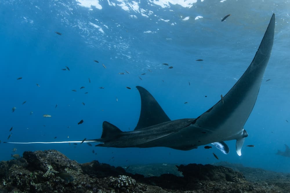 Votre journée à Bali : Louez un bateau à moteur pour une journée complète de découverte