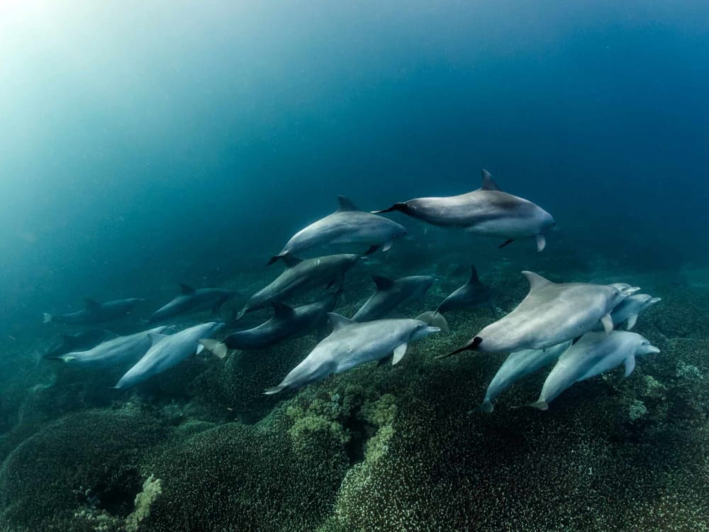 Votre journée à Bali : Louez un bateau à moteur pour une journée complète de découverte