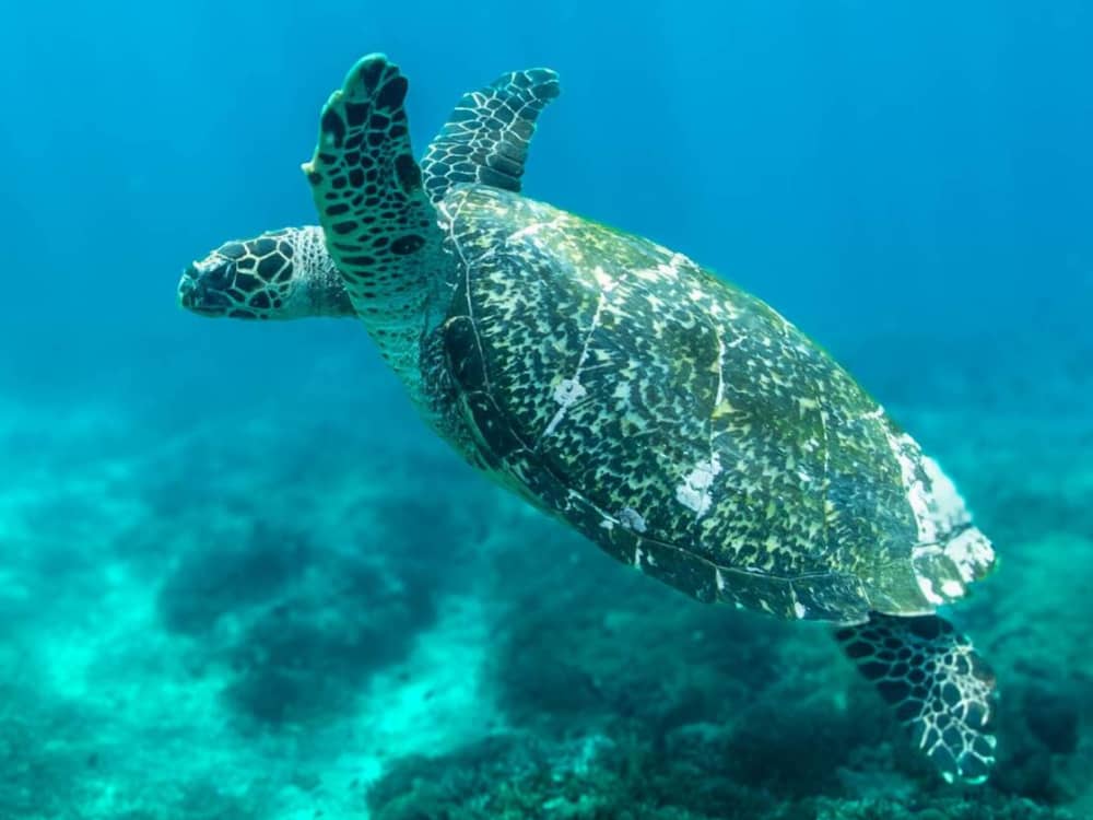 Votre journée à Bali : Louez un bateau à moteur pour une journée complète de découverte