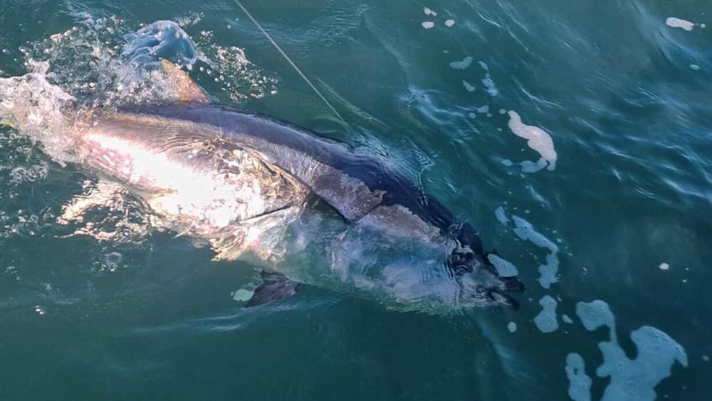 Full-day motorboat rental in Valras-Plage