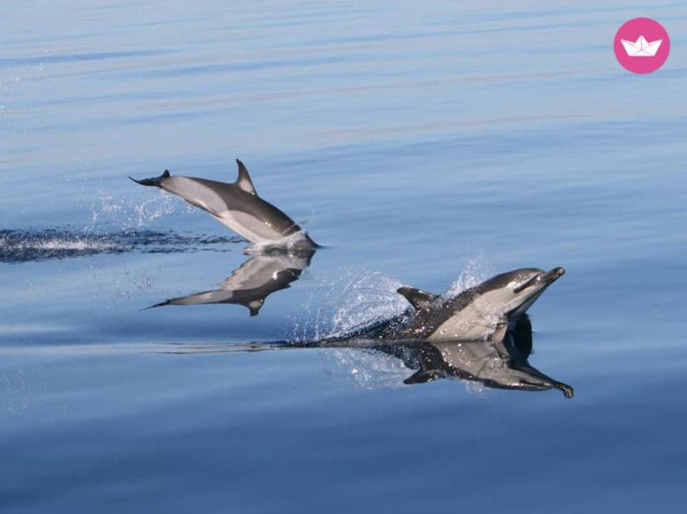 Drie uur durende privézeiltocht langs de kust van Marbella