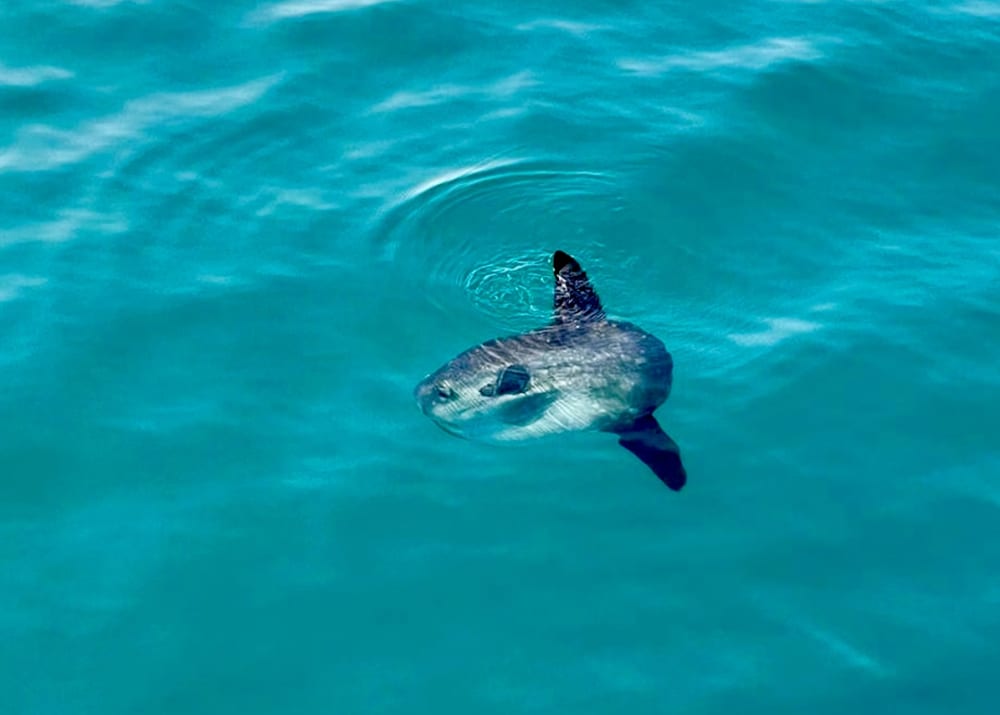 Bootstour mit XXL-Rutschen, Schnorcheln, Aktivitäten und Mittagessen.