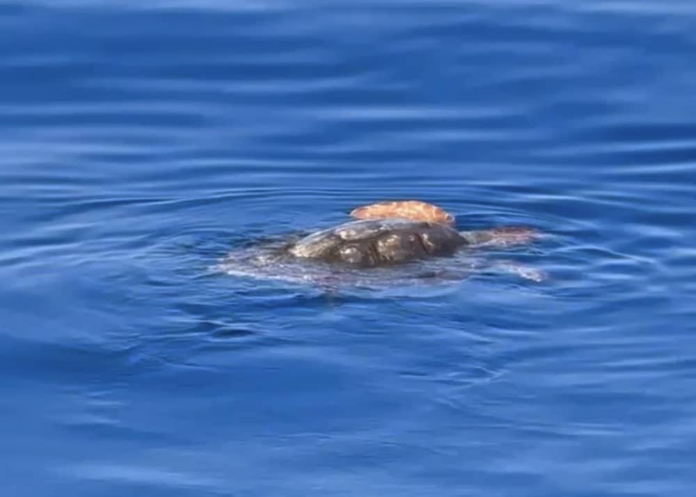 Bootstour mit XXL-Rutschen, Schnorcheln, Aktivitäten und Mittagessen.