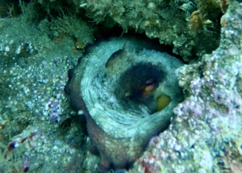 Bootstour mit XXL-Rutschen, Schnorcheln, Aktivitäten und Mittagessen.