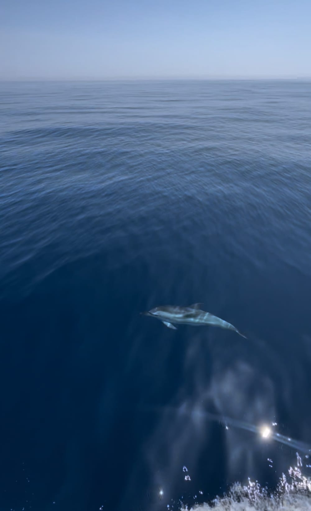 Njut av solen på en 7 timmar lång båttur i Palma de Mallorca