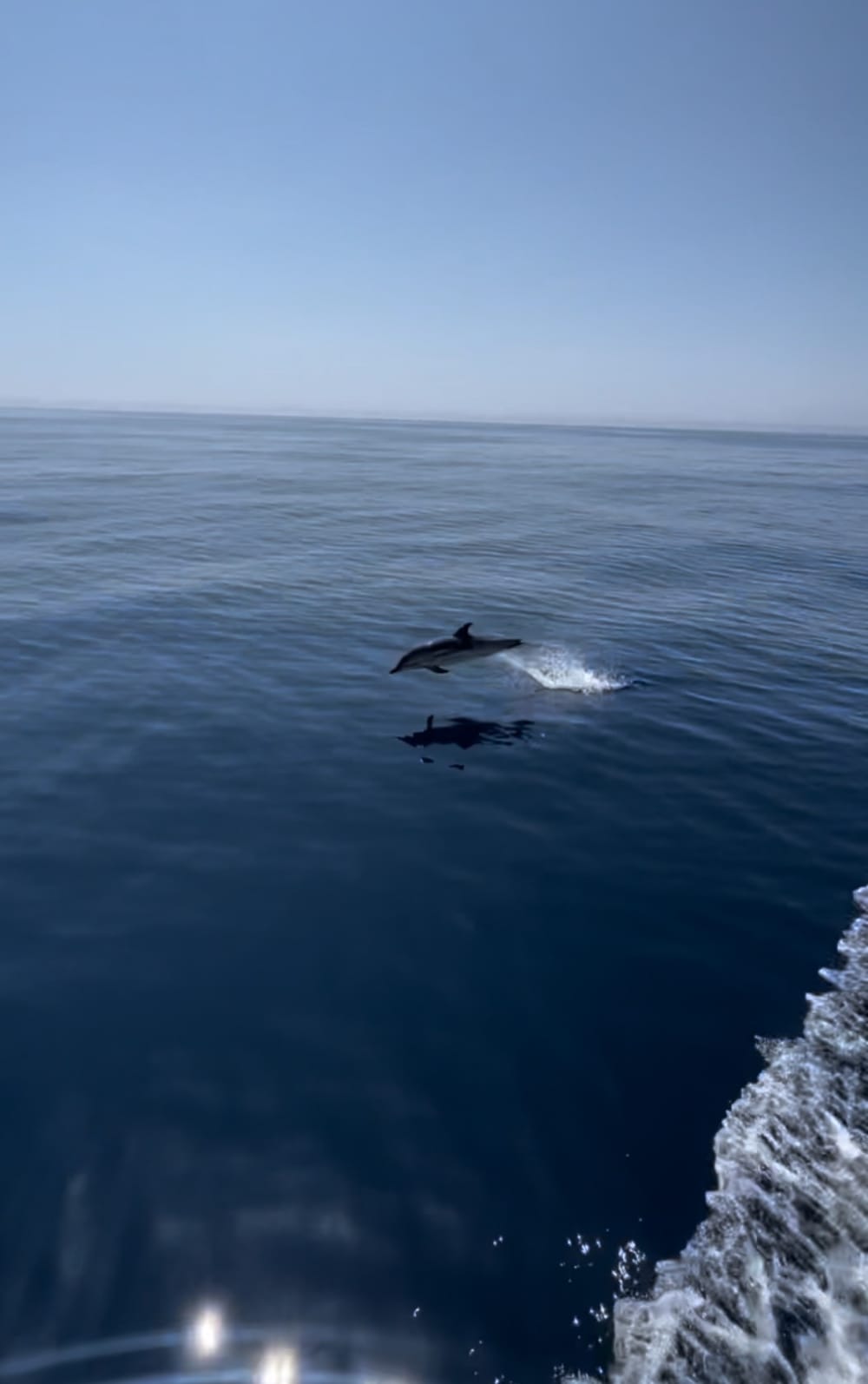 Enjoy the sun on a 7h boat trip in Palma de Mallorca