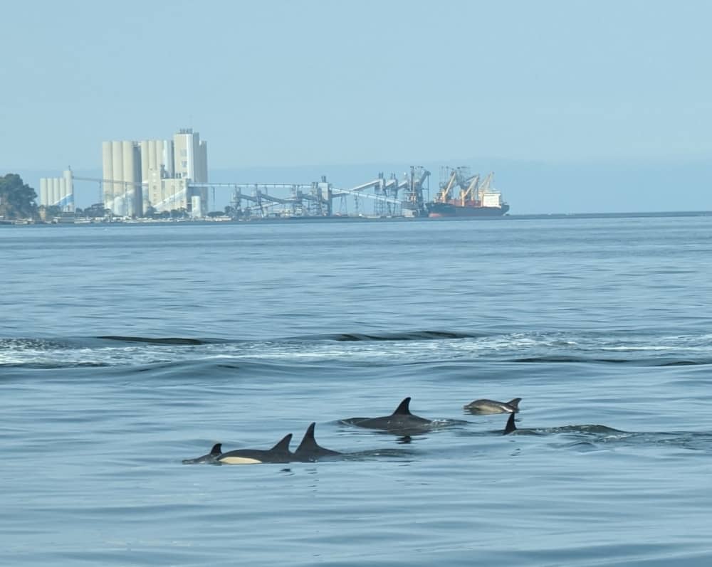 Fira vänskap med en 4-timmars kryssning i Lissabon