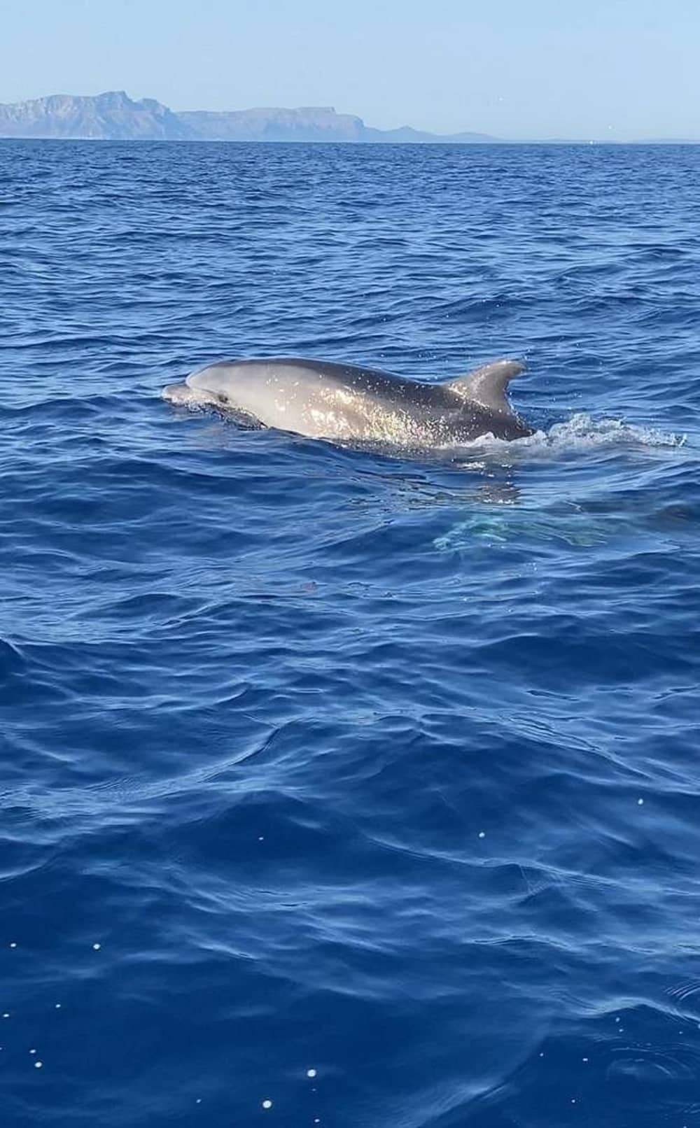 Din dag i Valencia: Hyr en motorbåt för en heldags upptäcktsfärd
