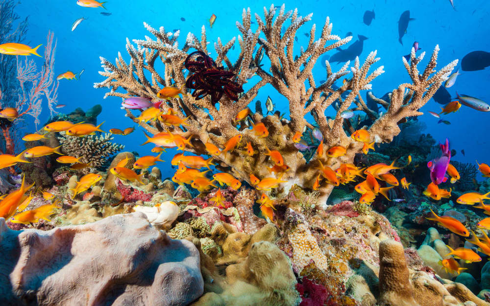 Punta Cana Grand Indulgence: 6-Hour VIP Marine Expedition with Private Chef