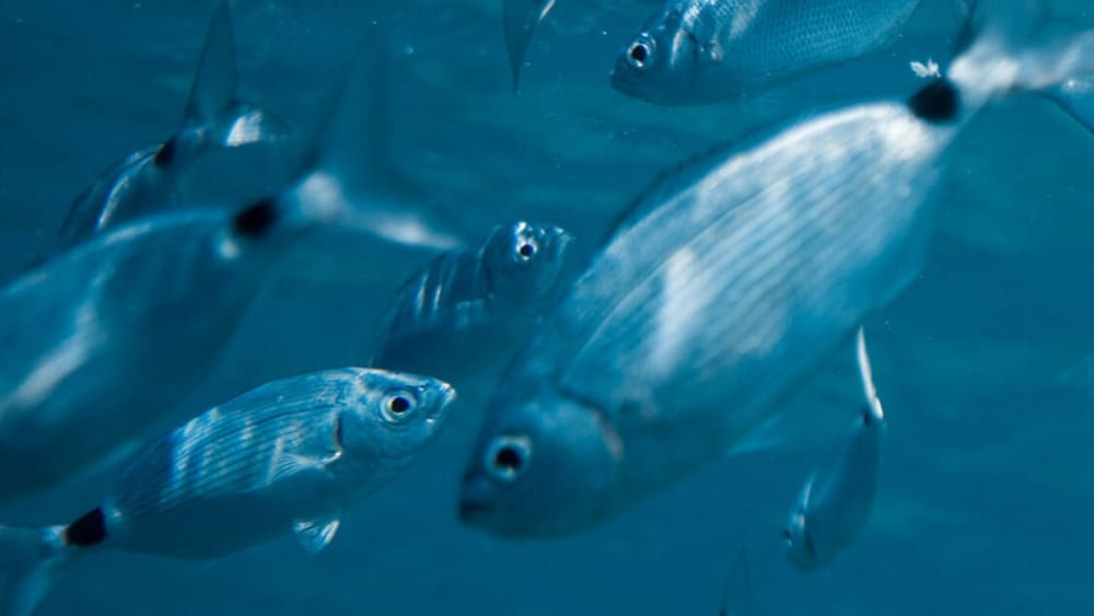 Gita privata in motoscafo intorno a Medulin