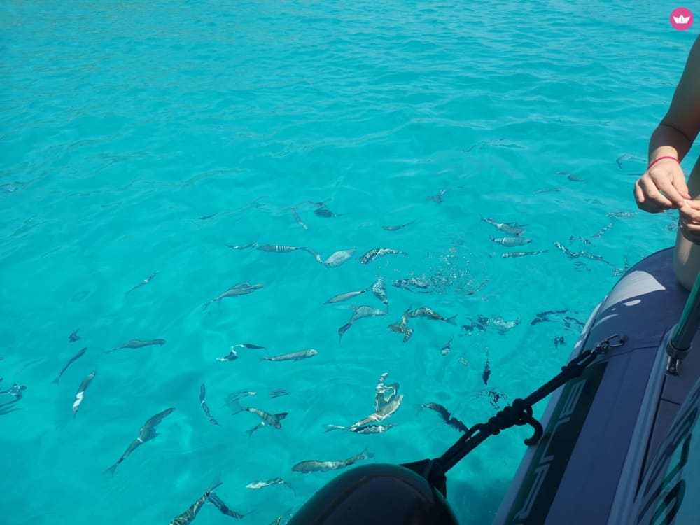 Odkrywanie wyspy Dugi Otok: całodniowa wyprawa motorówką do Sakarun, wrak statku i ukryte bunkry