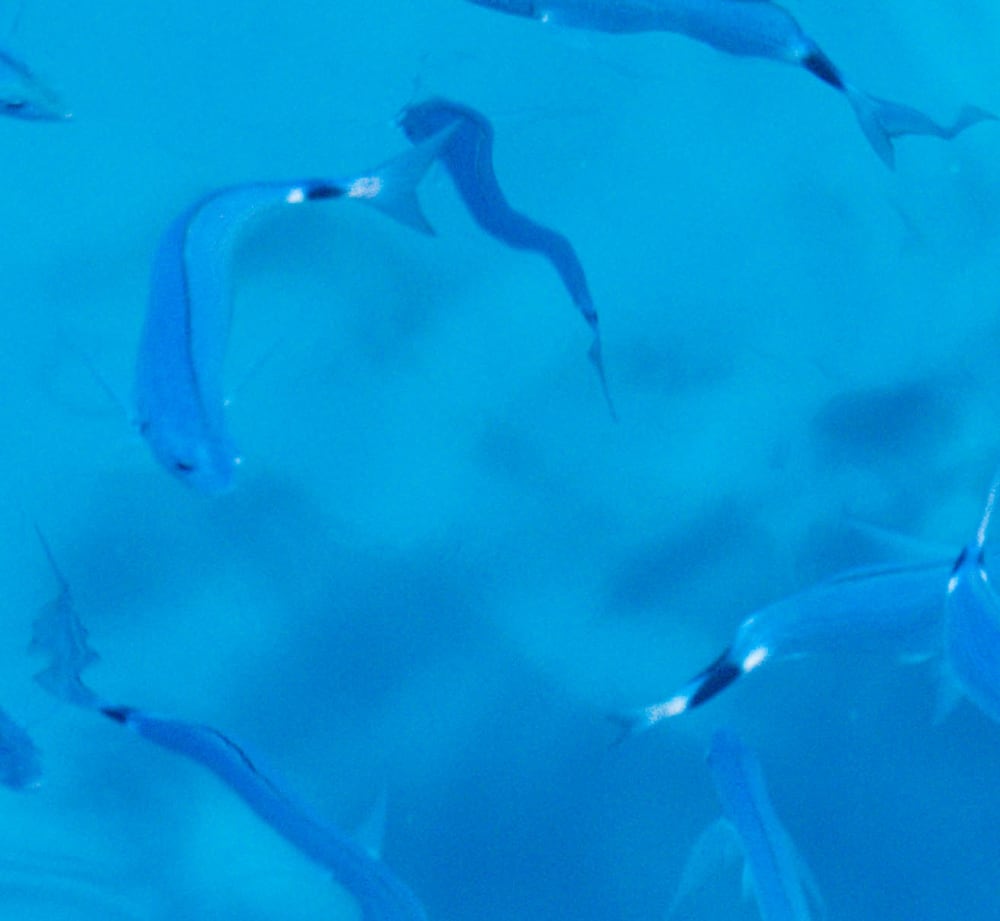 Sortie de pêche privée dans le golfe d'Ajaccio – Aventure et détente en mer