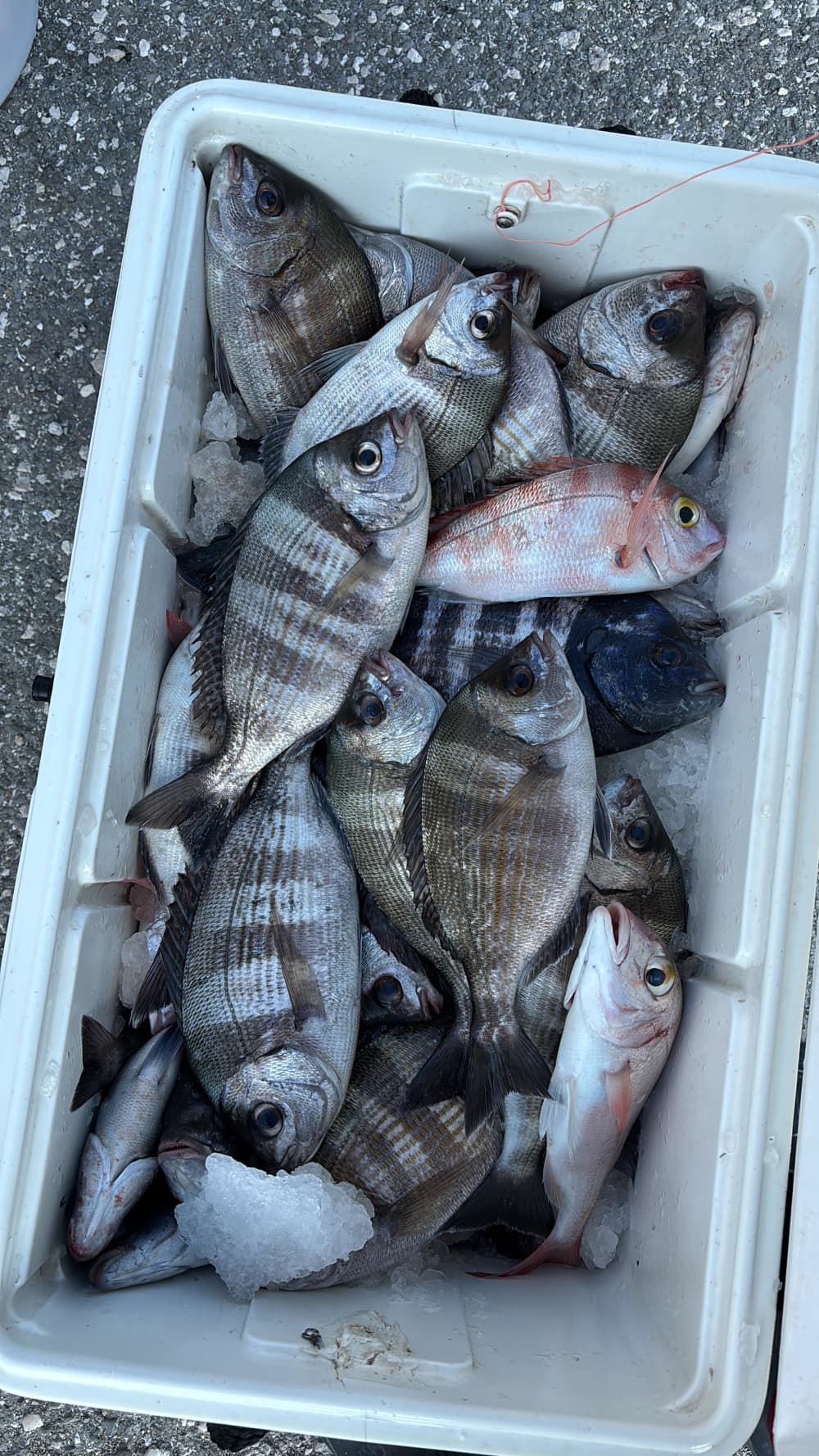 Pesca in mare (Tutte le tecniche)