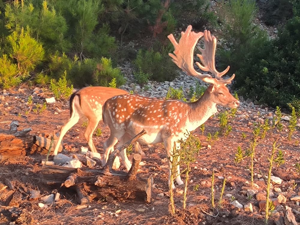 Remote Island Wonders: Full-Day Private Tour to Rab, Prvić & St. Grgur